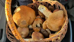 У Тростянці збирають повні кошики маслюків та красноголовців (фото)