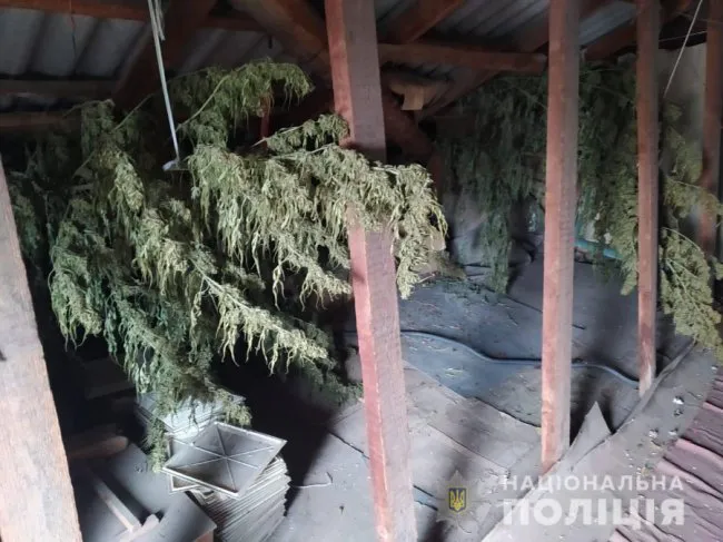 У лучанина знайшли понад 100 кущів коноплі (фото, відео)