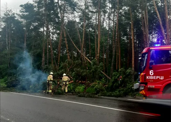 У Луцькому районі прямо на дорогу повалилося дерево