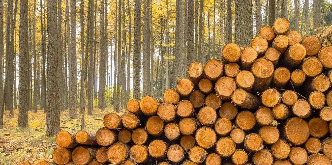Вкрали лісу на 400 тисяч, але задонатили на ЗСУ: деталі справи лісничих з Ковельщини