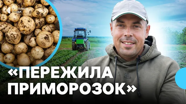 «Пережила приморозок, але вродила»: як вирощують молоду картоплю на Волині та яка її ціна (фото, відео)