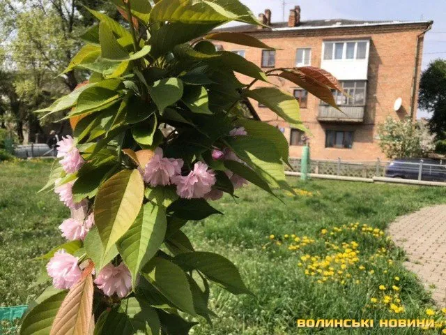 У центрі Луцька хочуть продати землю біля алеї сакур на П’ятницькій гірці