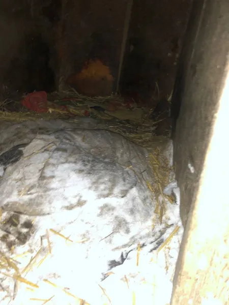 У Нововолинську чоловік у сараях тримав 12 вівчарок, серед них вже виявили крадену (фото, відео)