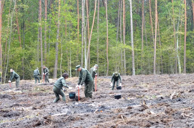 Мільйон дерев за добу: по всій Волині лісівники й волонтери долучилися до акції (фото)