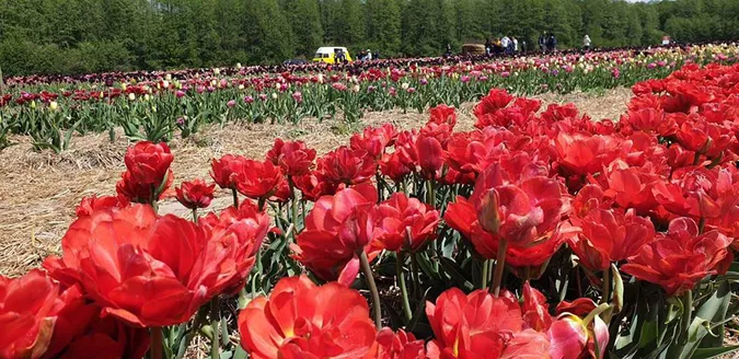 Як доїхати до «Волинської Голландії»: опублікували відеомаршрут
