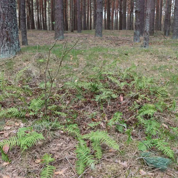 У лісі на Волині знайшли рідкісну папороть (фото)