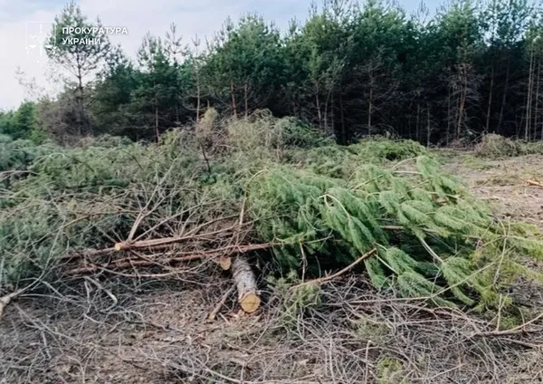 Виявлене місце порубки на території Ковельського району