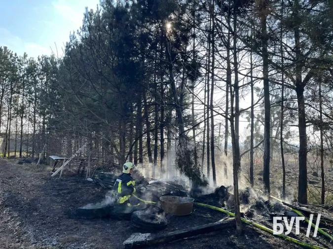 У Володимирі невідомі підпалили сосни біля житлового будинку (фото)