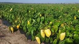 На Волині підприємець вирощує овочі для «Сільпо» (фото)