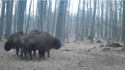 Камери у Звірівському лісництві "зловили" сімейство зубрів (фото, відео)