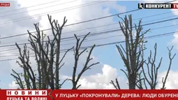 «Обрізали не 30% гілок, а всі 60%»: лучани обурені кронуванням дерев у місті (відео)