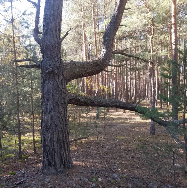 Розміром із дві долоні: де на Волині знаходять ящики грибів (фото)