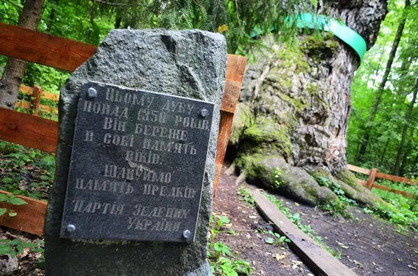 Чує прохання та лікує хвороби: на Поліссі росте тисячолітній «дуб князя Ігоря» (фото)