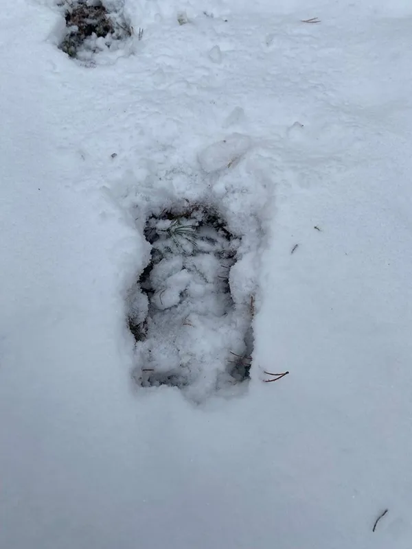 Хижаків побільшало: які тварини водяться у Шацькому нацпарку (фото)