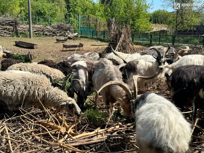 Кого можна зустріти у Луцькому зоопарку у вихідні дні (фото)
