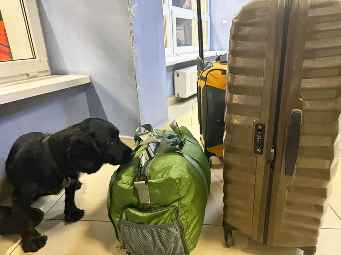 На Волині пухнасті прикордонники «винюхали» наркотики в речах француза та українки (фото)