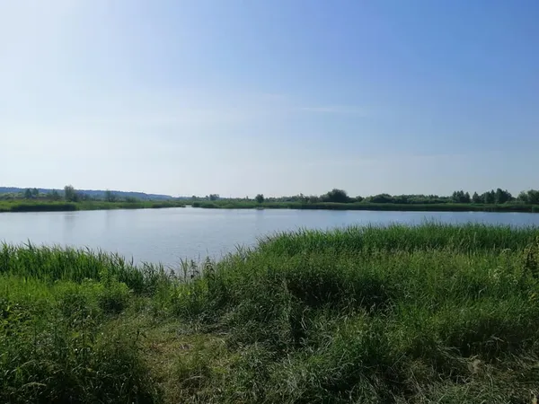 Глибоке і з прозорою водою: біля Луцька є озеро, де водиться багато риби (фото)