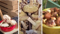 Сезон – у розпалі: які гриби продають на ринку в Луцьку (відео)