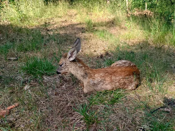 На Світязі врятували козулю, яка ледь не потонула в озері (фото)