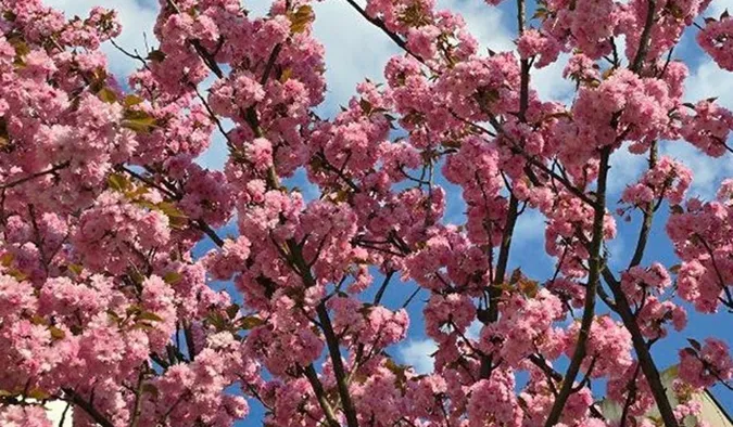 🌸 Де у Луцьку розквітли сакури (мапа локацій)
