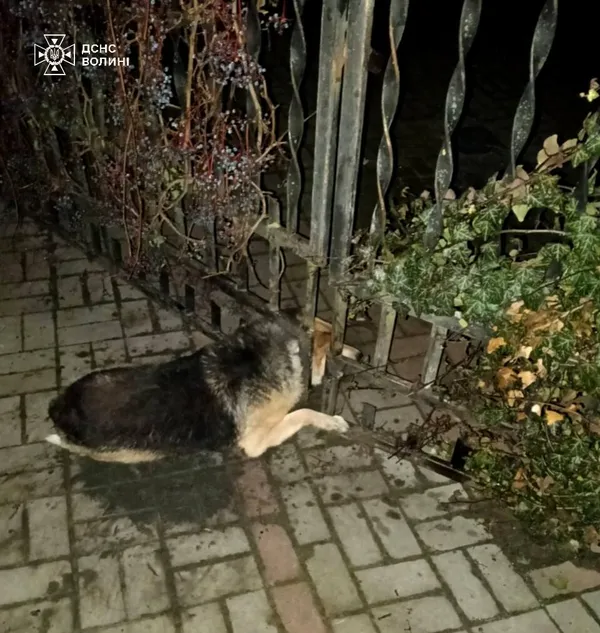 Не міг звільнитися: у Ківерцях собака застряг у паркані (фото)