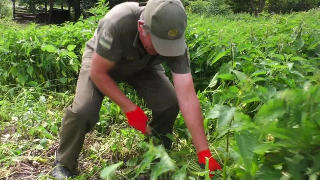 На Волині для тварин готують віники на зиму (відео)