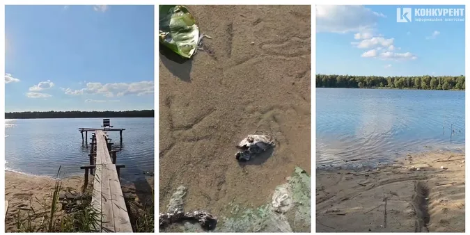 Серед лісу на Поліссі заховалося озеро з піщаним берегом, де журавлі готуються до відльоту (фото, відео)
