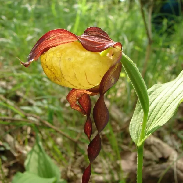 Зозулені черевички (Cypripedium calceolus L.)