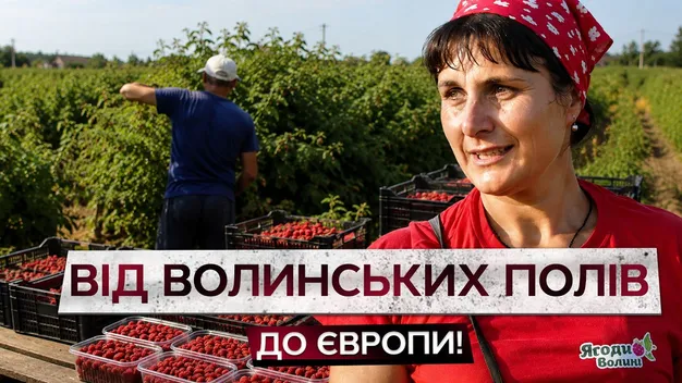 350 тонн малини на експорт: як на Волині збирають цьогорічний урожай (відео)