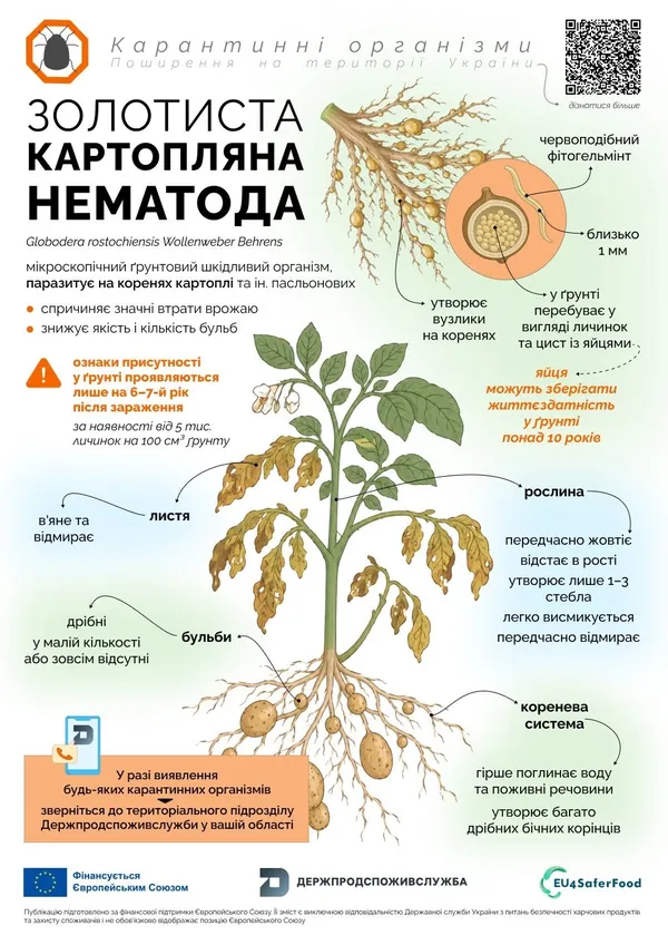 Може знищити до 90% врожаю: на Волині попереджають про шкідника, який живе у ґрунті до 20 років