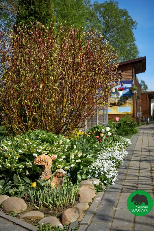 Цвіте і пахне: розмаїття квітів у Луцькому зоопарку (фото)