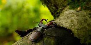 У лісах Полісся причаївся гігант із рогами, який ховається в гнилій деревині (фото)