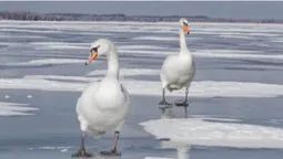 Суворі морози і крига на озерах: як зимують лебеді в нацпарку на Волині (фото)