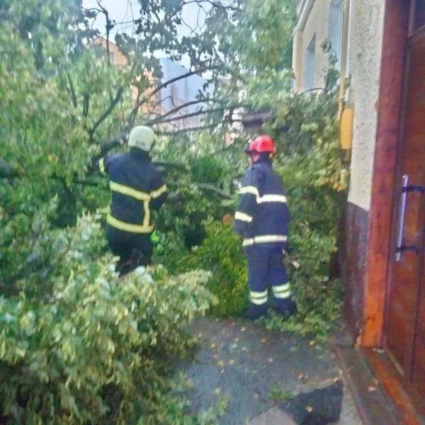 У Луцьку в Старому місті дерево впало на припарковане авто (фото)
