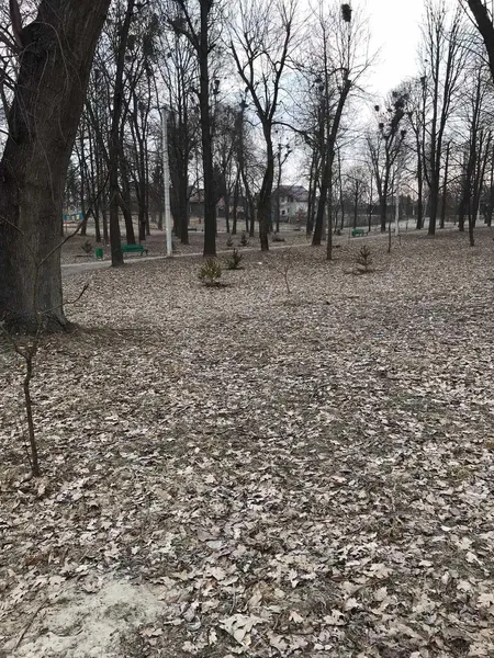 У Нововолинську молодиків, які знищили сосну в парку, змусили посадити 15 таких самих