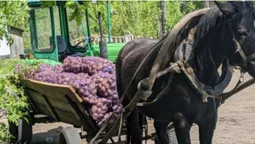 У селах на Волині практично за безцінь здають картоплю (фото)