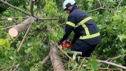 Негода вирує: під Луцьком сильний вітер повалив дерево на дорогу (фото)