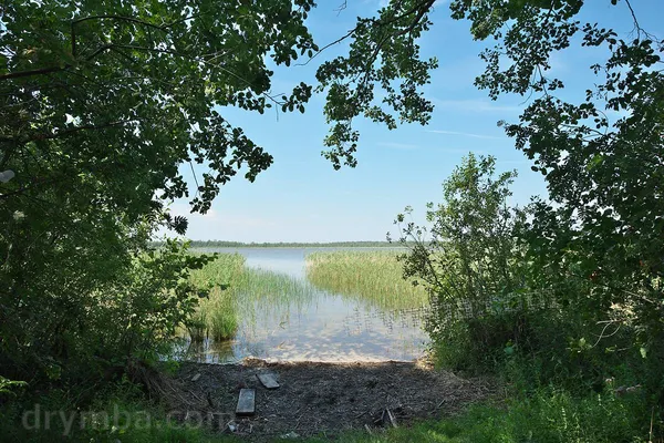 На Волині причаїлось «мутне» озеро з цінним мулом та незайманою природою (фото)