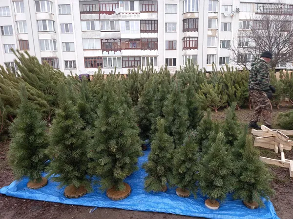 Від 80 до 800 гривень: які живі ялинки вже можна купити в Луцьку (фото, відео)