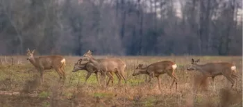 🦌 У нацпарку на Волині у фотопастку потрапив молодняк сарн (відео)