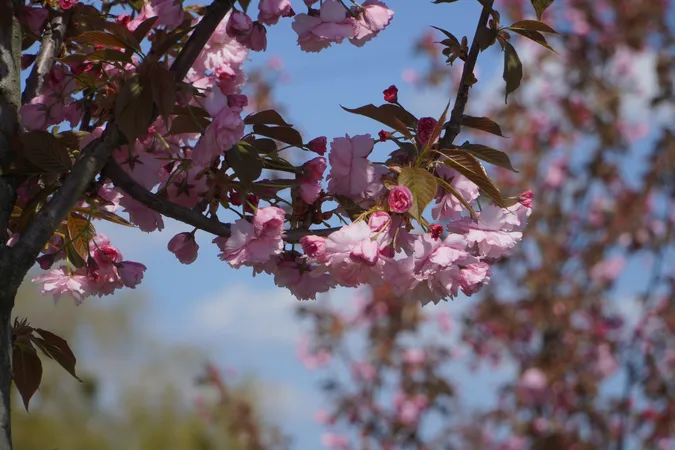 🌸 Неймовірне видовище: у місті на Волині розцвіли сакури (фото)