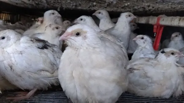 Частину продукції передає госпіталю у Луцьку: волинянка створила перепелину ферму (фото)
