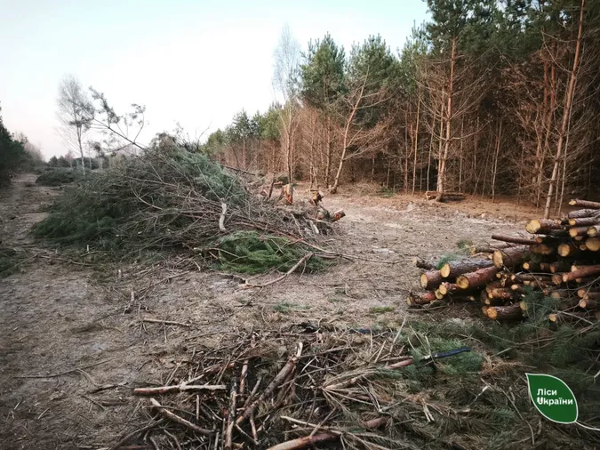 На Волині знищили молодий ліс через земельну колізію (фото)