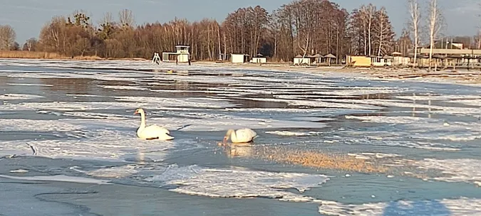 Суворі морози і крига на озерах: як зимують лебеді в нацпарку на Волині (фото)