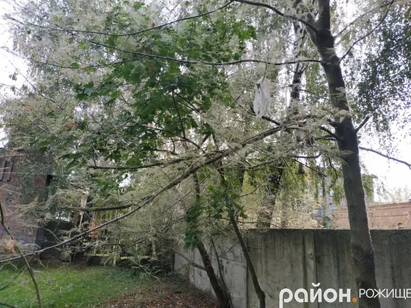 У Рожищі – нашестя гусені  (фото)