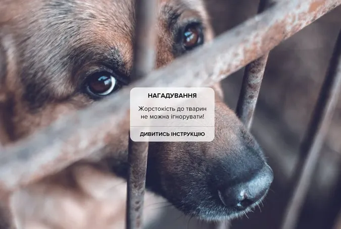 Знущання над твариною: що робити у разі виявлення та як покарають шкуродера