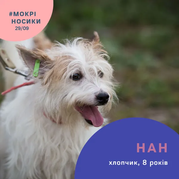 Безпритульні собаки у всій красі: показали учасників фестивалю «Мокрі носики» (фото)