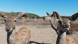 На оленячу ферму привезли дві сотні оленів з Балтійських країн (фото)