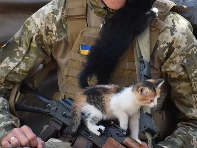 Котики на фронті: 14-та окрема механізована бригада поділилася світлинами чотирилапих