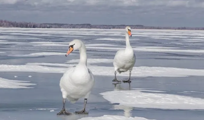 Суворі морози і крига на озерах: як зимують лебеді в нацпарку на Волині (фото)